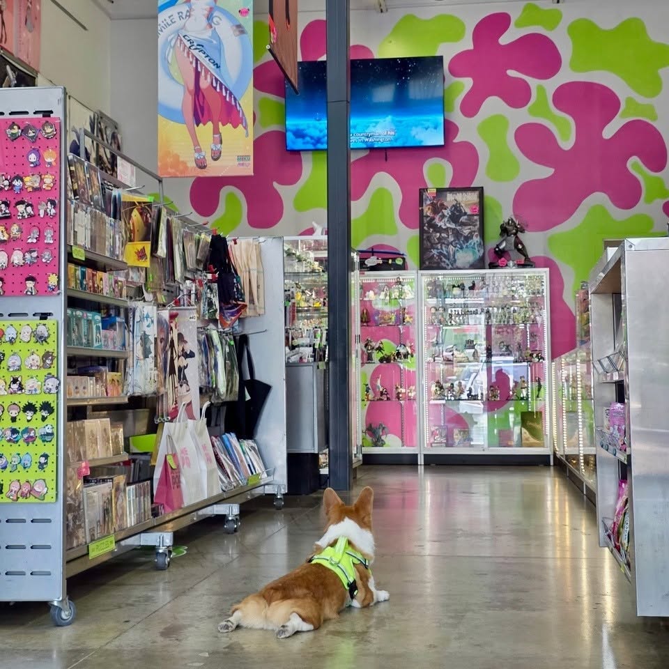 Ein the corgi lying in an aisle at Anime Pop in Addison, TX