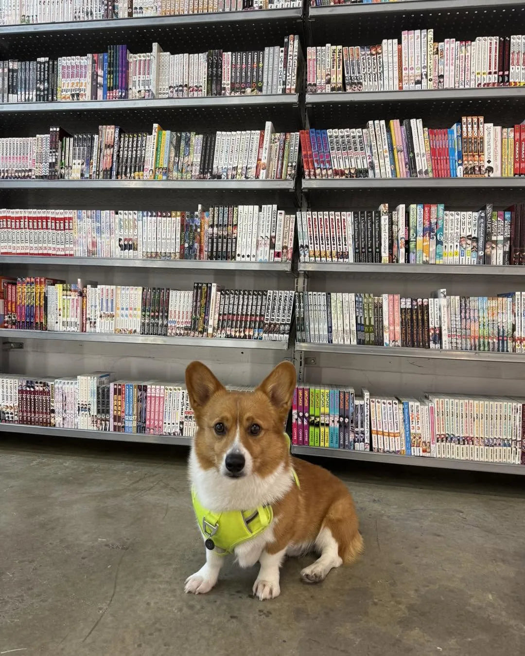Ein the corgi sitting in front of the floor-to-ceiling manga shelves