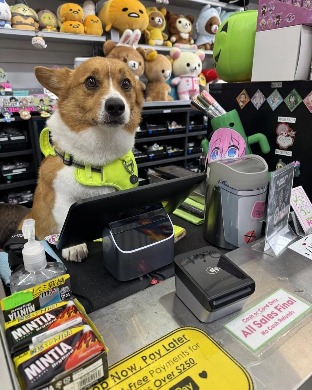 Ein the corgi at the front counter with a wall of plush behind him