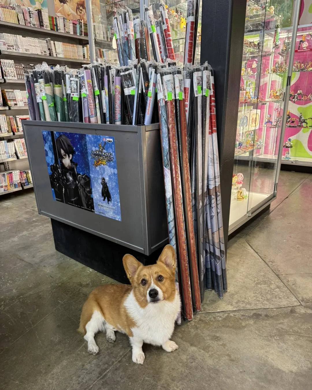 Ein the corgi next to the wall scroll display